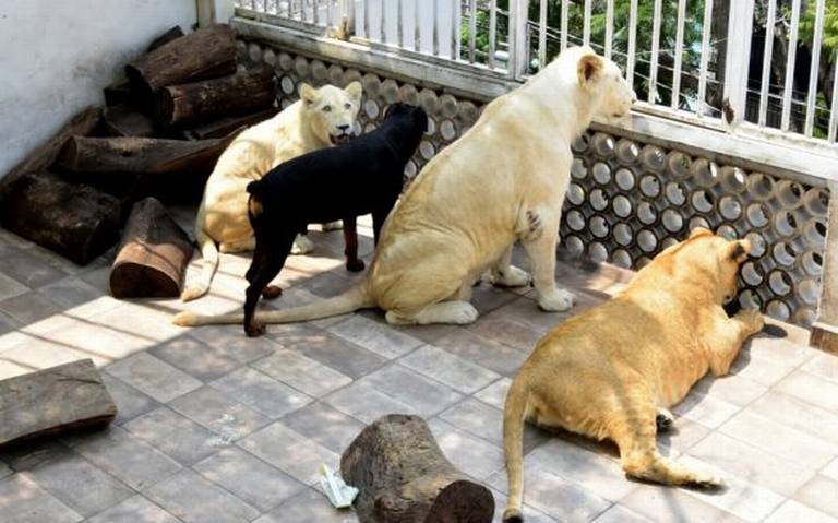 Adapta la azotea de su casa como jaula para sus leones, en CDMX colonia  Viaducto Iztacalco Profepa - El Sol de México | Noticias, Deportes, Gossip,  Columnas