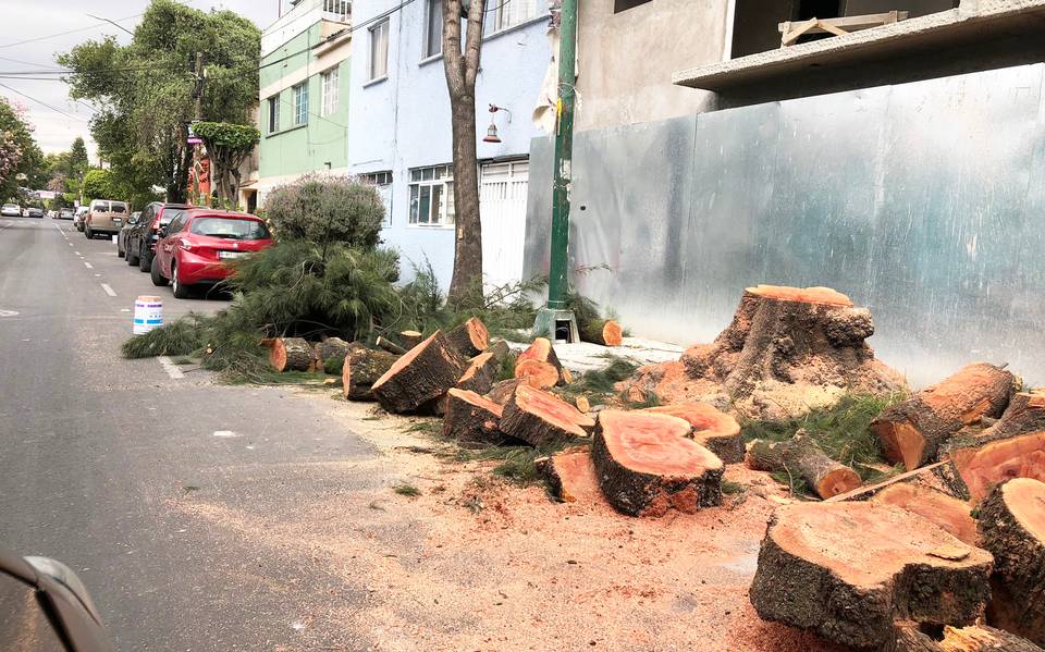 Denuncian 966 proyectos que dañaron árboles en CDMX proteccion medio  ambiente tala ilegal obras - El Sol de México | Noticias, Deportes, Gossip,  Columnas