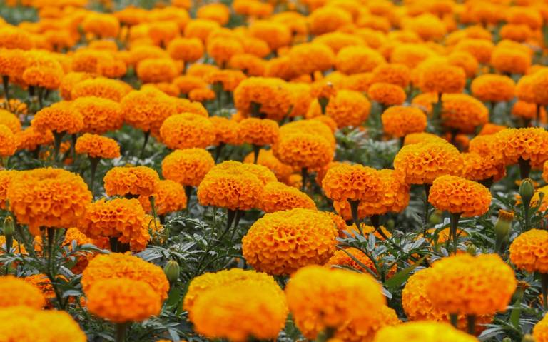 pan de muerto más caro Kenrovlogs hojaldras huesitos Todos Santos dia de  muertos Pastelería Suiza - El Sol de México | Noticias, Deportes, Gossip,  Columnas