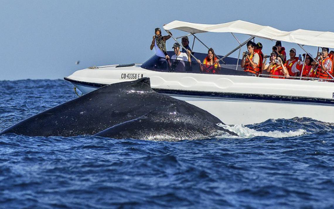 Inicia temporada de avistamiento de ballenas en playas de Oaxaca - El Sol  de México | Noticias, Deportes, Gossip, Columnas