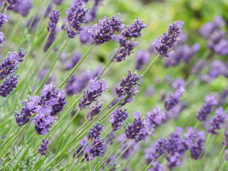 Conoce estas flores comestibles y aprende sus sabrosas virtudes - El Sol de  Puebla