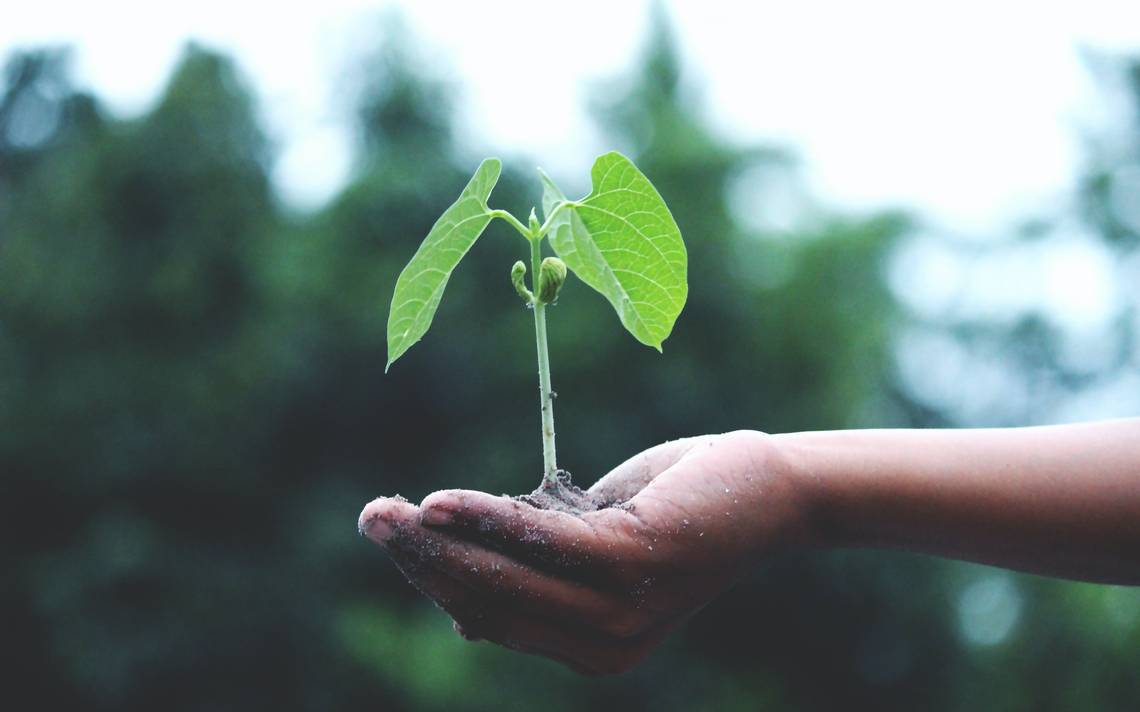 Planting trees is not a panacea – El Sol de México