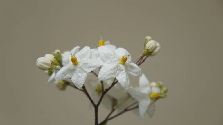 Conoce estas flores comestibles y aprende sus sabrosas virtudes - El Sol de  Puebla