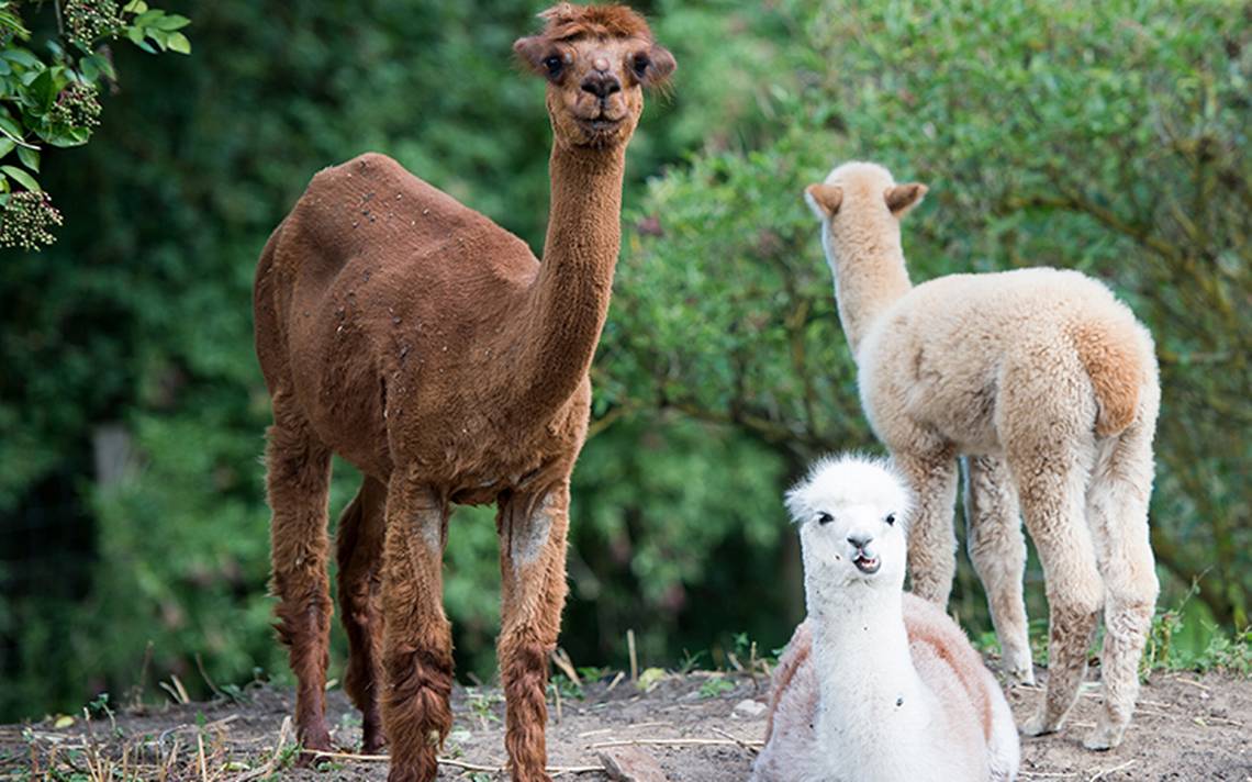 alpacas-mascotas-1.jpg