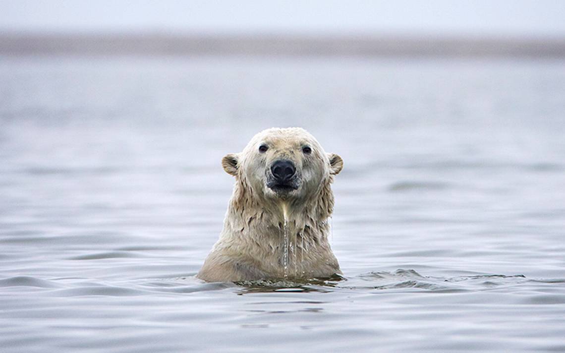 Los osos polares se están volviendo más delgados y tienen menos cachorros.  El derretimiento del hielo marino es el culpable