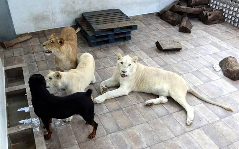 Mascota casual: hombre mantenía en su azotea a tres enormes leones - El Sol  de México | Noticias, Deportes, Gossip, Columnas