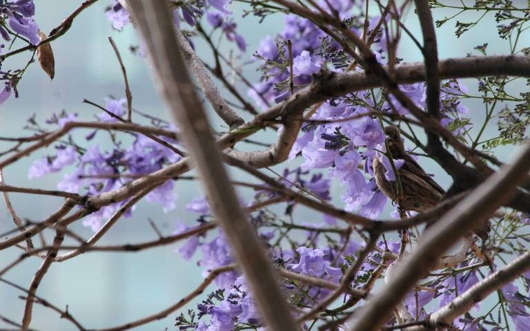 Historia de las Jacarandas en la CDMX - El Sol de México | Noticias,  Deportes, Gossip, Columnas