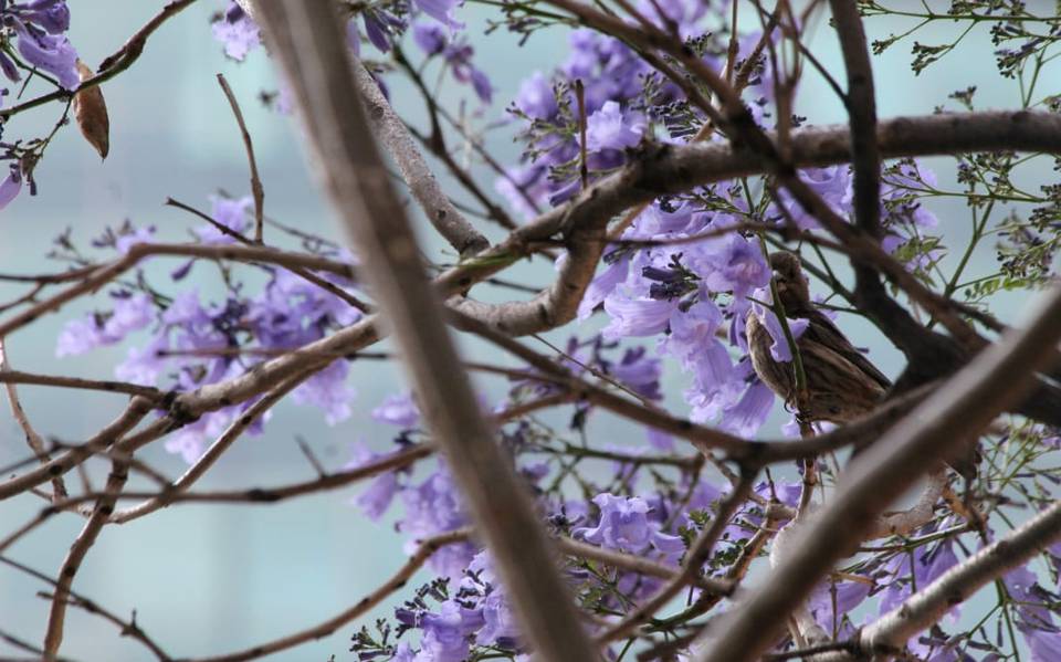 Historia de las Jacarandas en la CDMX - El Sol de México | Noticias,  Deportes, Gossip, Columnas