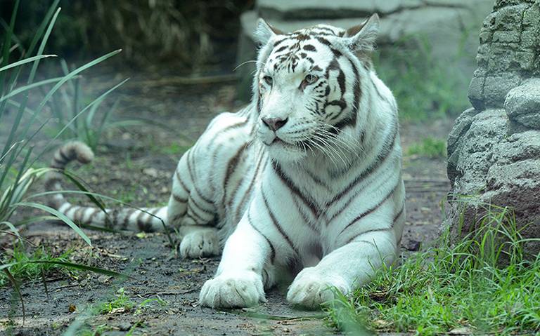 Nace ejemplar de tigre blanco en Zoológico de Culiacán felino especie en  peligro de extinción animales en cautiverio - El Sol de México | Noticias,  Deportes, Gossip, Columnas
