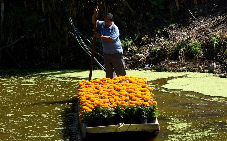 Baja la venta de las flores de cempasúchil dia de muertos afectaciones  pandemia coronavirus covid-19 - El Sol de México | Noticias, Deportes,  Gossip, Columnas