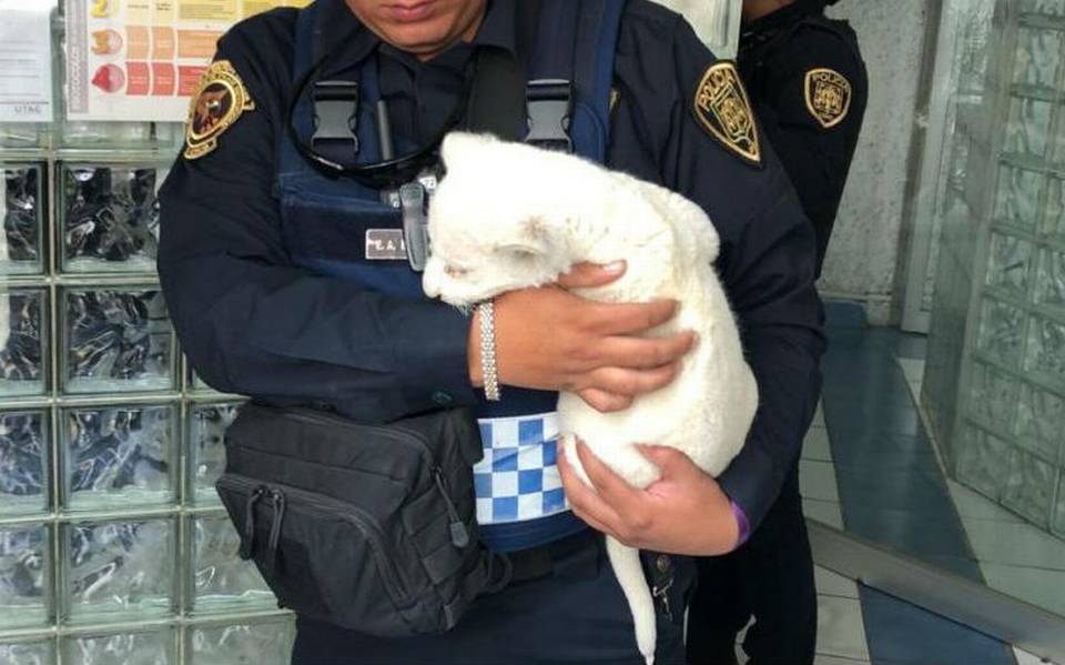 Aseguran a cachorro de león africano blanco en Iztapalapa detenidos  semarnat - El Sol de México | Noticias, Deportes, Gossip, Columnas