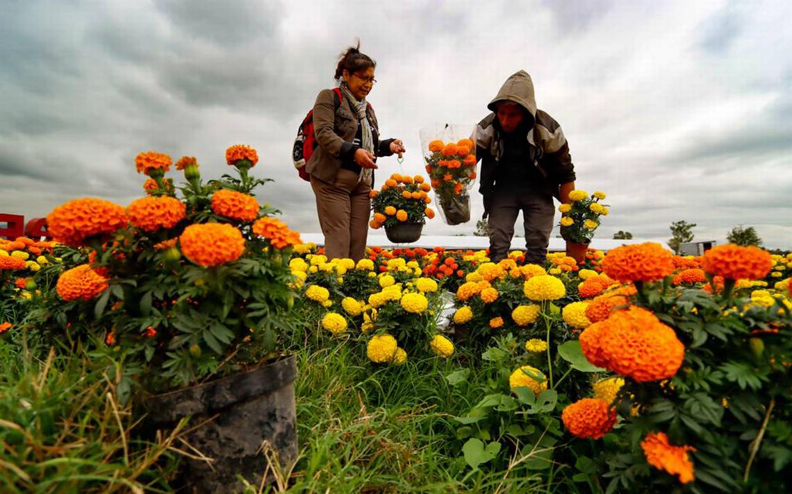 Sin cempasúchil no hay Mictlán: así produjeron los agricultores capitalinos  medio millón de flores - El Sol de México | Noticias, Deportes, Gossip,  Columnas