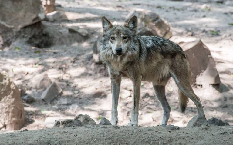 Investigan vulnerabilidad genética como origen de muerte de lobos - El Sol  de México | Noticias, Deportes, Gossip, Columnas