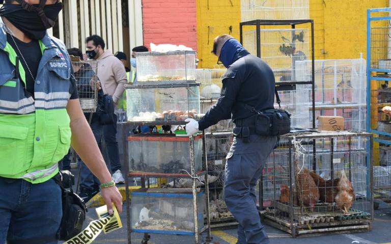 Mercado de Sonora: Sheinbaum busca que ya no se vendan animales tras  incendio - El Sol de México | Noticias, Deportes, Gossip, Columnas