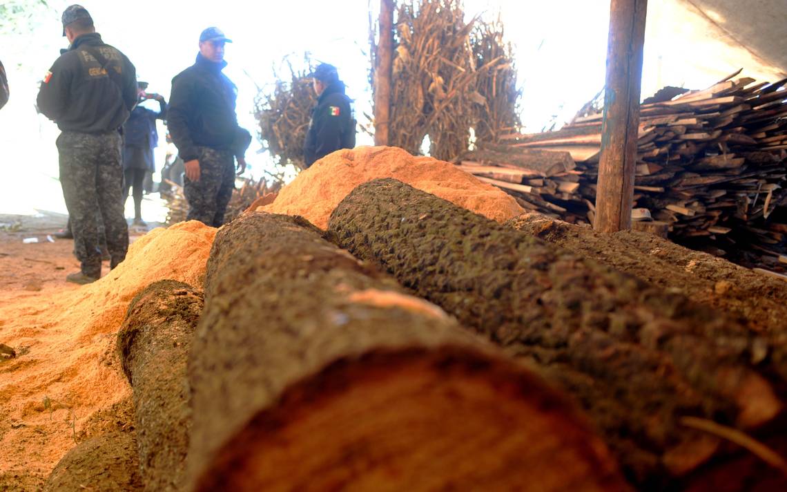 Van contra tala ilegal en el Ajusco - El Sol de México | Noticias,  Deportes, Gossip, Columnas