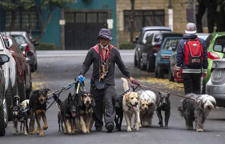 necesitas entrenamiento para ser un paseador de perros