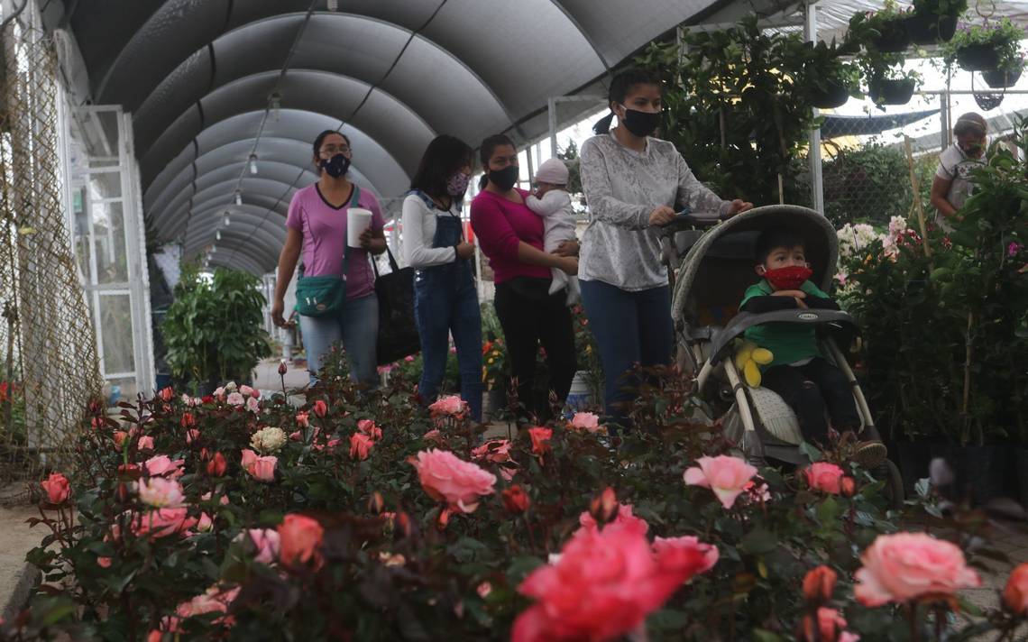 Festival de las Flores de Otoño en CDMX: fechas para visitarlo en Reforma -  El Sol de México | Noticias, Deportes, Gossip, Columnas