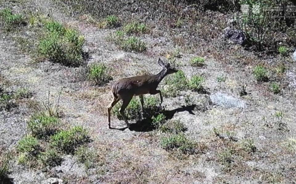 Preparan rescate del Desierto de los Leones - El Sol de México | Noticias,  Deportes, Gossip, Columnas