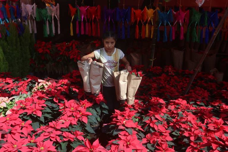 De Xochimilco a Coyoacán: dónde comprar nochebuenas baratas en CDMX - El  Sol de México | Noticias, Deportes, Gossip, Columnas