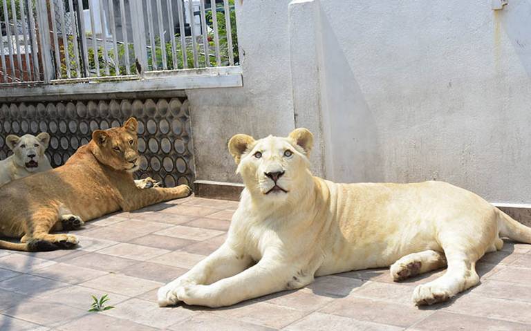 Adapta la azotea de su casa como jaula para sus leones, en CDMX colonia  Viaducto Iztacalco Profepa - El Sol de México | Noticias, Deportes, Gossip,  Columnas