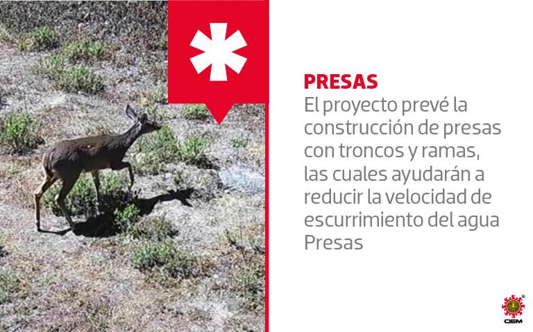 Preparan rescate del Desierto de los Leones - El Sol de México | Noticias,  Deportes, Gossip, Columnas