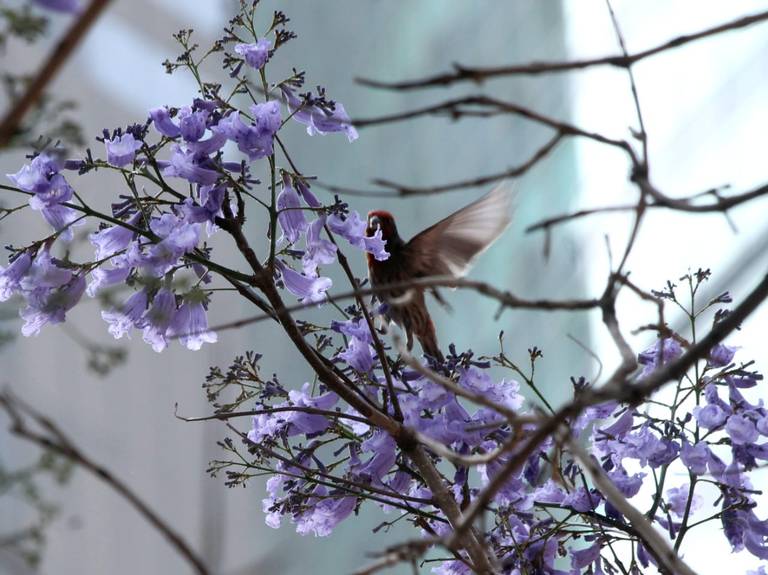 Historia de las Jacarandas en la CDMX - El Sol de México | Noticias,  Deportes, Gossip, Columnas