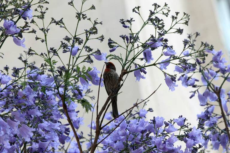 Historia de las Jacarandas en la CDMX - El Sol de México | Noticias,  Deportes, Gossip, Columnas