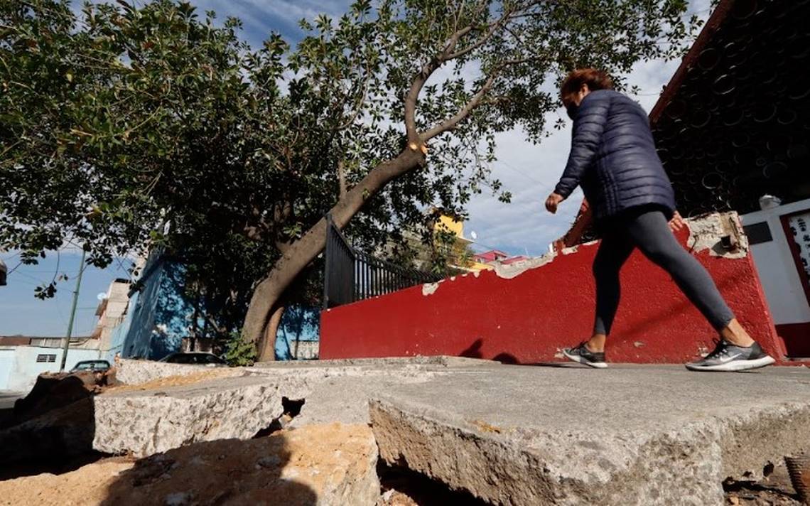 CDMX paga daños por caída de 53 árboles - El Sol de México | Noticias,  Deportes, Gossip, Columnas