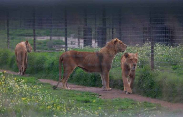 Fundación Black Jaguar-White Tiger: los leones vivían mejor conmigo, dice  exdueño que los tenía en la azotea - El Sol de México | Noticias, Deportes,  Gossip, Columnas