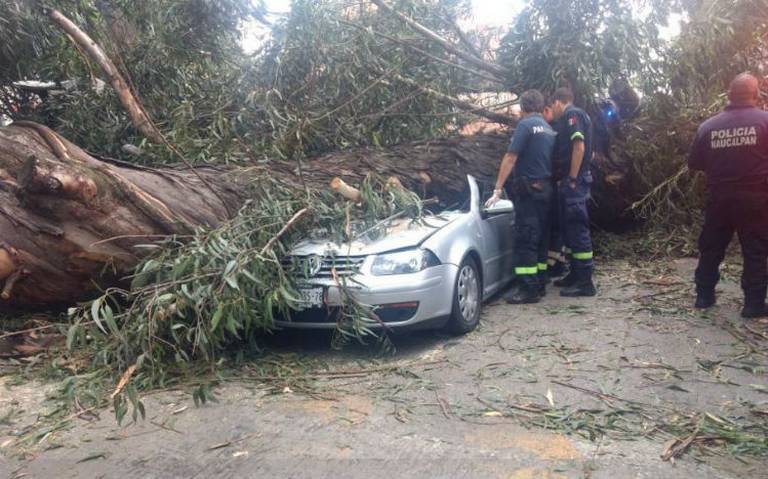 Cae árbol y mata a cuatro en un auto en Naucalpan echegaray tráfico  transito jetta muertos hacienda san josé - El Sol de México | Noticias,  Deportes, Gossip, Columnas