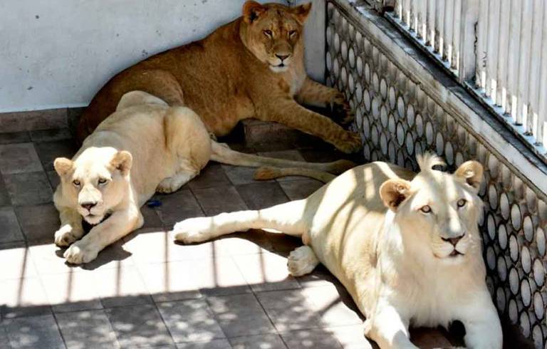 Fundación Black Jaguar-White Tiger: los leones vivían mejor conmigo, dice  exdueño que los tenía en la azotea - El Sol de México | Noticias, Deportes,  Gossip, Columnas