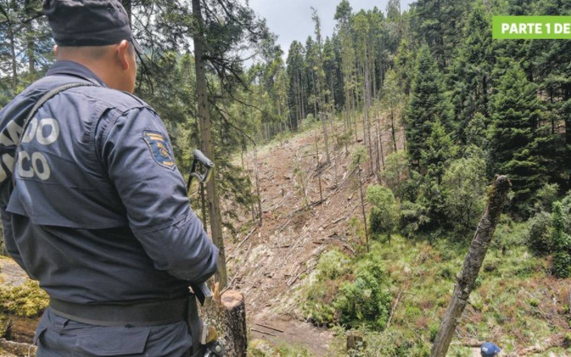 En México talan el equivalente a dos veces la CDMX - El Sol de México |  Noticias, Deportes, Gossip, Columnas