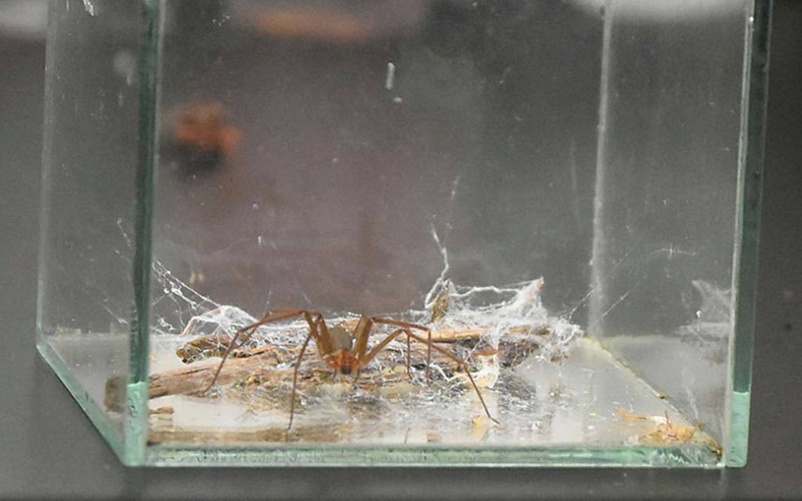 Araña Violinista: Cómo Reconocerla Y Qué Hacer En Caso De Mordedura ...