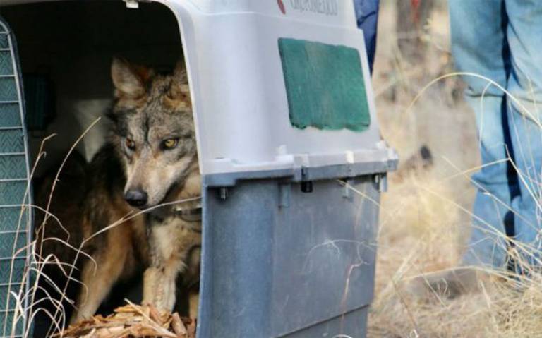 Video) Liberan a cinco lobos mexicanos en Chihuahua - El Sol de México |  Noticias, Deportes, Gossip, Columnas