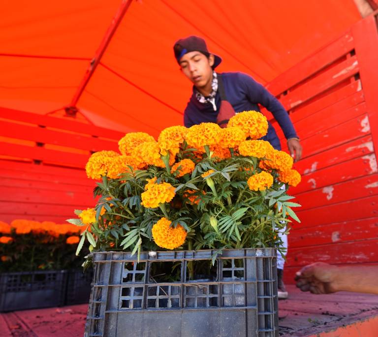 Atienden demanda nacional de flor de cempasúchil dia de muertos - El Sol de  México | Noticias, Deportes, Gossip, Columnas