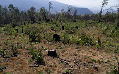 Resultado de imagen para deforestacion en mexico