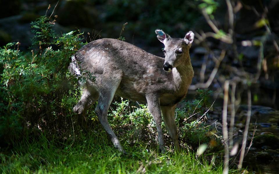 Detectan 25 especies más de aves y mamíferos en el Desierto de los Leones -  El Sol de México | Noticias, Deportes, Gossip, Columnas