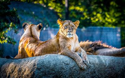 Leones - Leones - El Sol de Durango | Noticias Locales, Policiacas, sobre  México, Durango y el Mundo