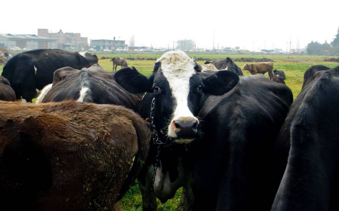 ‘Highly pathogenic’ avian influenza found in US cows – El Sol de México