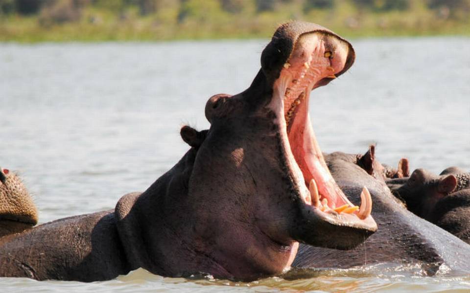 Hipopótamo ataca y mata a un turista chino en lago de Kenia - El Sol de  México | Noticias, Deportes, Gossip, Columnas