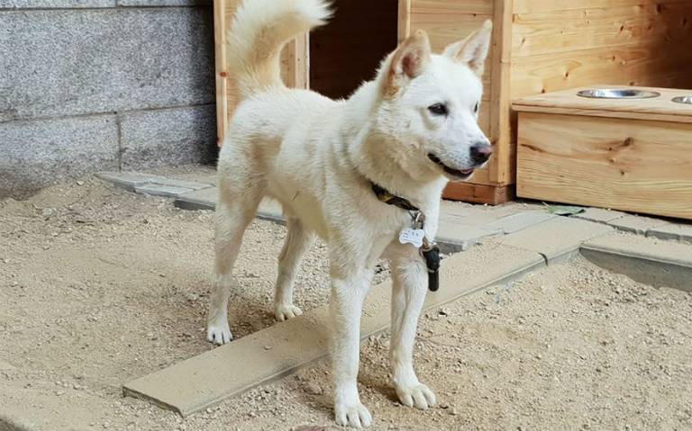 Crearán parque para perros en Tijuana