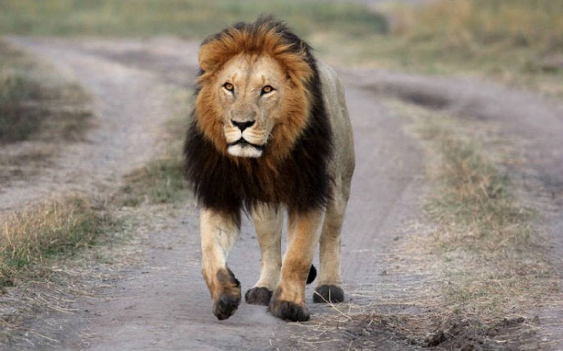 Mueren envenenados nueve leones en famoso parque de Serengeti en Tanzania -  El Sol de Durango | Noticias Locales, Policiacas, sobre México, Durango y  el Mundo