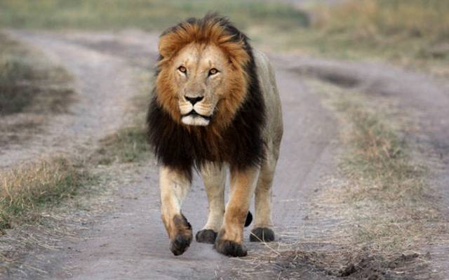 Mueren envenenados nueve leones en famoso parque de Serengeti en Tanzania -  El Heraldo de Juárez | Noticias Locales, Policiacas, sobre México,  Chiahuahua y el Mundo
