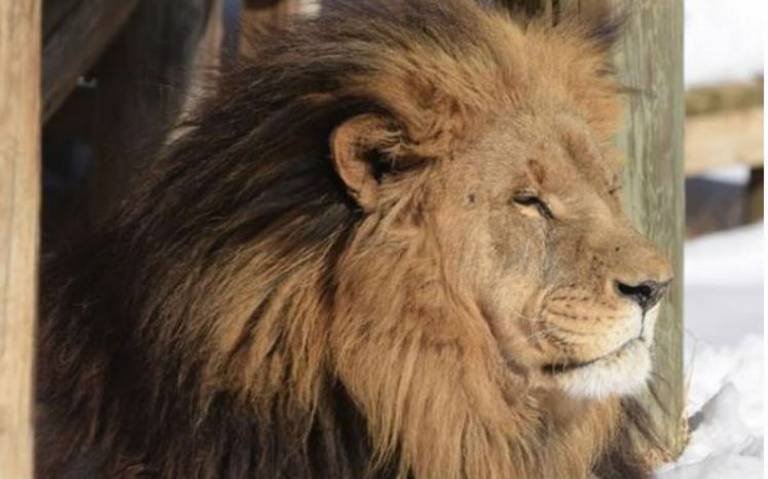 leon mata cuidadora trabajadora en zoológico de carolina del norte  Conservators Center de Burlington - El Sol de México | Noticias, Deportes,  Gossip, Columnas