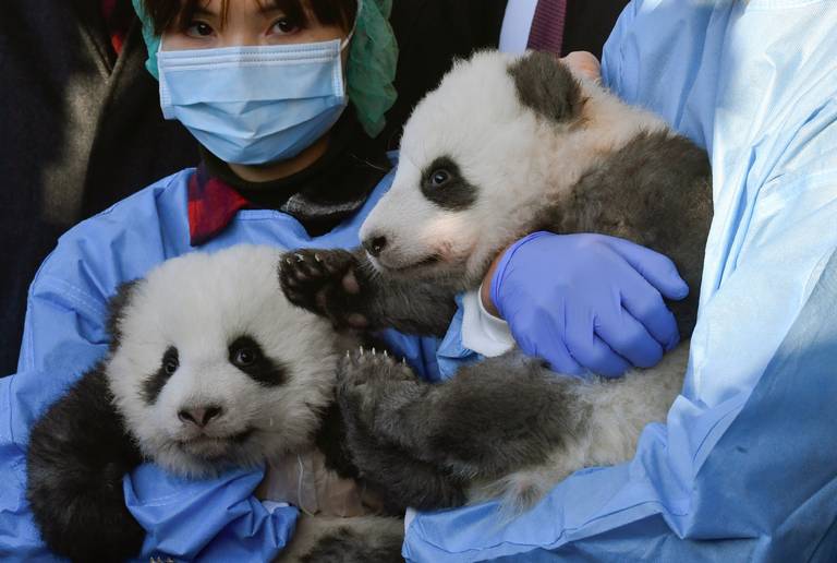 los pandas solo viven en china