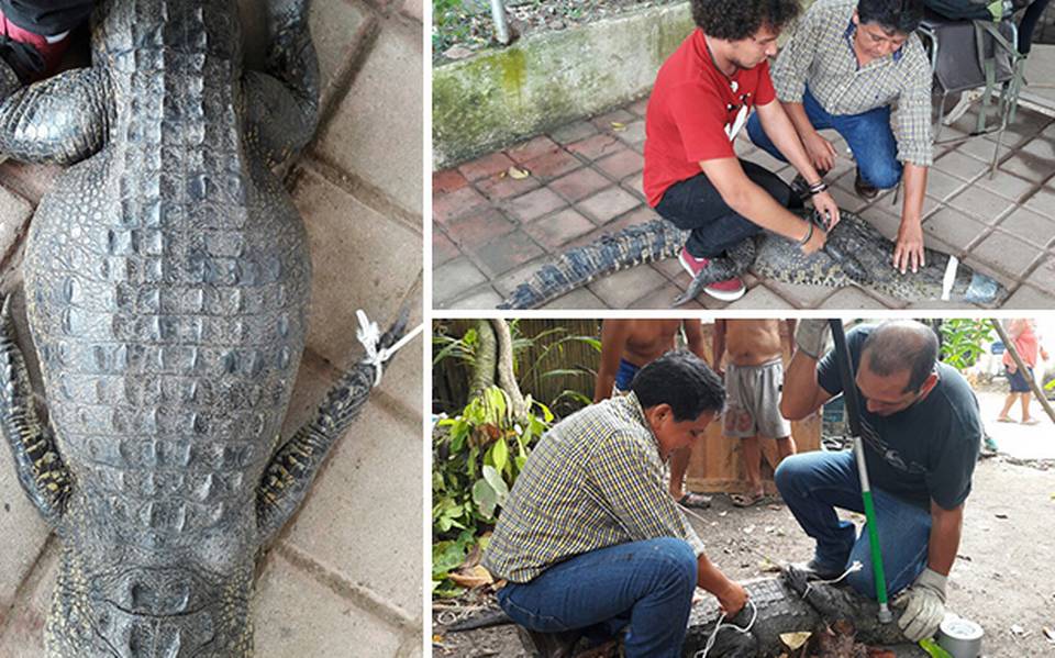 Cocodrilo invade casa para depositar huevos en Tabasco - El Sol de México |  Noticias, Deportes, Gossip, Columnas