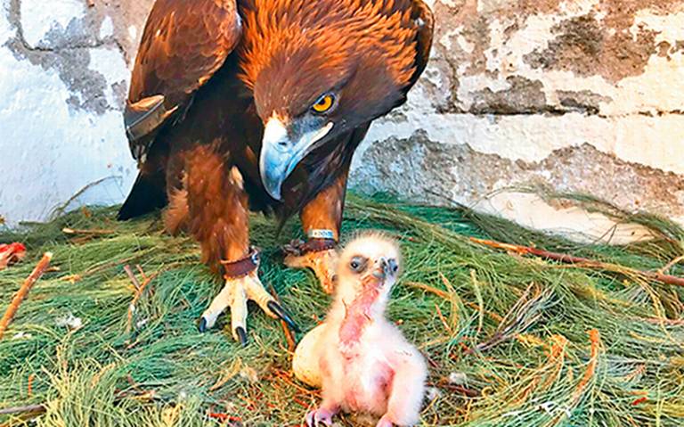 Nace en Querétaro primer ejemplar de águila real - El Sol de México |  Noticias, Deportes, Gossip, Columnas