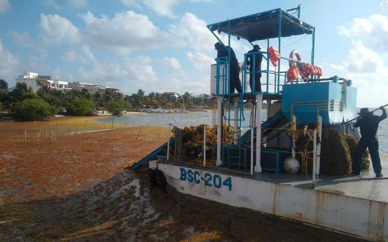 Alerta por aumento de sargazo en playas de Quintana Roo - El Sol de México  | Noticias, Deportes, Gossip, Columnas