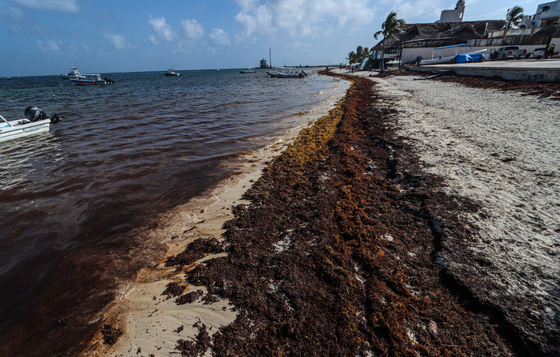 Alerta por aumento de sargazo en playas de Quintana Roo - Diario de  Querétaro | Noticias Locales, Policiacas, de México, Querétaro y el Mundo