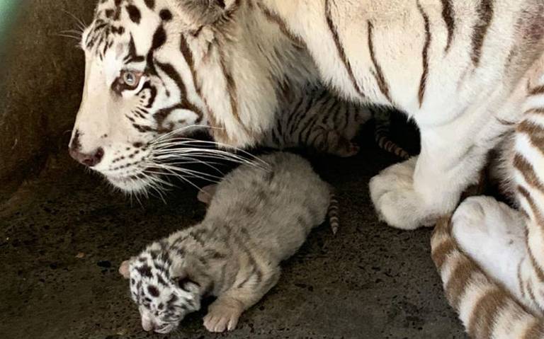 Nacen tres tigres blancos en zoológico de Nuevo León - El Sol de México |  Noticias, Deportes, Gossip, Columnas